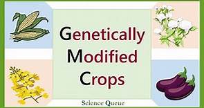Genetically Modified Crops | Genetic Modification | Transgenic Crops