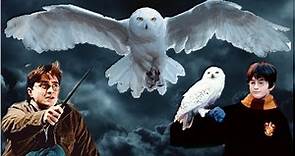 Why Hedwigs Death Was So Tragic