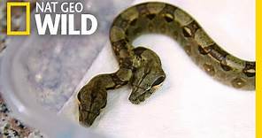 Rare Two-Headed Snake Surprises Vets | Nat Geo Wild