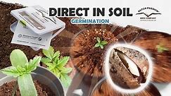 Cannabis Seed Germination: Direct in Soil Method