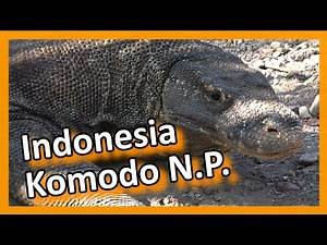 Indonesia Komodo National Park Komodo Island Komodo dragons on Komodo Island