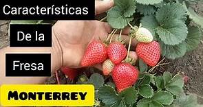 ✔️FRESA MONTERREY | características y especificaciones del cultivo de fresa.🍓