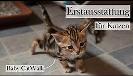 Erstausstattung für Katzen 🐱🏡 Checkliste und Tipps für die Grundausstattung | CatWalk & AmelyRose