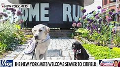 New York Mets train second puppy for America's VetDogs