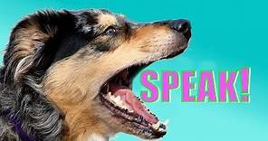 Easy, Dog Trick: How to Teach your Dog to Speak or Bark When you Ask.