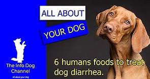 6 foods to treat dog diarrhea