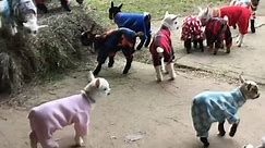 3 minutes of baby goats in pyjamas