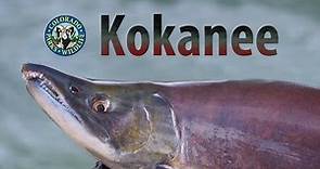 Colorado's Kokanee Salmon Spawn