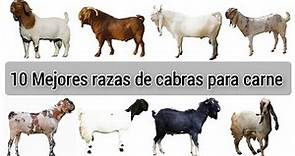 10 mejores razas de cabra para carne del mundo