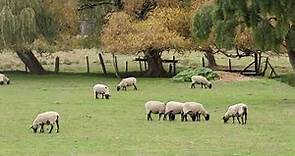 Cabaña de ovinos Suffolk.