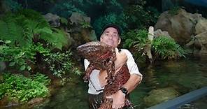 Absurd Creature of the Week: The Human-Sized Salamander That Smells Like Pepper