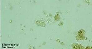 Entamoeba coli