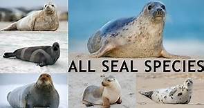 All SEAL SPECIES IN THE WORLD types of seal
