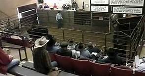 livestock auction in Clovis New mexico.