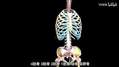 2分钟了解人体骨骼系统，快速记住人体骨骼，感兴趣的可以背诵 哔哩哔哩 bilibili