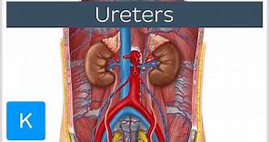 Ureters - Function, Definition and Anatomy - Human Anatomy | Kenhub