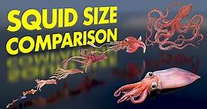 GIANT Squid Size COMPARISON | 3D