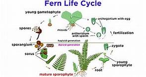 Ferns: The Emergence of Roots and Stems