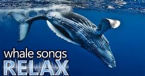 Humpback Whale songs of the ocean deep sleep music relaxation-holistic hypno