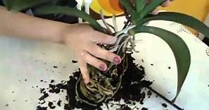 Reproducción de orquídeas Phalaenopsis