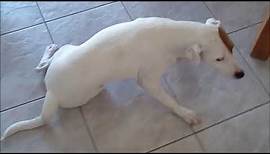 Parson Russell Terrier atteint d'ataxie cérébelleuse tardive