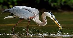Great Blue Heron Identification, All About Birds, Cornell Lab of Ornithology