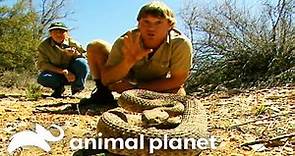 Steve Irwin comes face to face with RATTLESNAKES! | Crocodile Hunter | Animal Planet