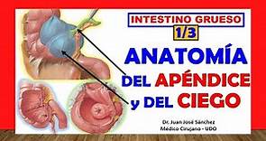 🥇 Anatomía del APÉNDICE CECAL y del CIEGO. (Intestino Grueso 1/3)
