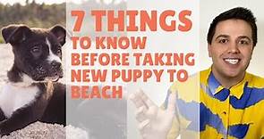 Puppy Beach Trip the 7 Things You NEED TO KNOW [First Dog Beach Trip]