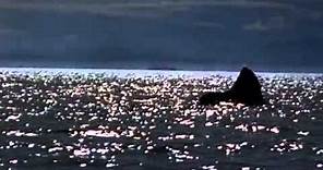 Michael Jackson - Free Willy (will you be there) video from