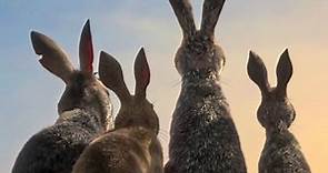 La collina dei conigli (Serie TV 2018 - 2018): trama, cast, foto, news