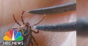 New research may reveal why Lyme disease causes chronic symptoms for some