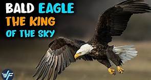 Bald Eagle - The Symbol of the United States and the Most Famous Eagle