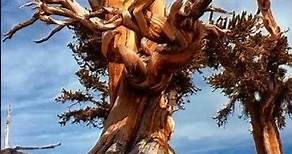 Sabias que? Matusalén "el árbol más antiguo del mundo" 👀 #shorts