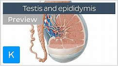Testis and epididymis: structure and functions (preview) - Human Anatomy | Kenhub