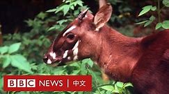地球上目前最瀕危的八種動物是誰？－ BBC News 中文