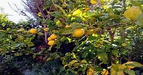 Propiedades Medicinales Del Limonero Y Beneficios (Citrus × limon)