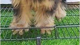 Yorkshire Terrier Puppy (Male) For Sale 1