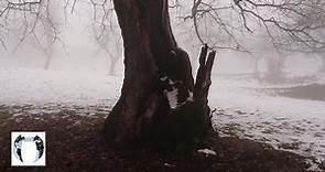 Quercus Robur 4K: MICHAL MALACHOVSKÝ