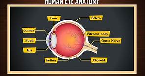 Human Eye Anatomy | Structure and function | Parts of the Eye