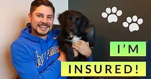 Pet Insurance: What it costs, what it covers, and how to find the best