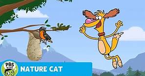NATURE CAT | Hal the Birdie! | PBS KIDS