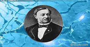 Theodor Schwann | Biography, Discovery & Contributions