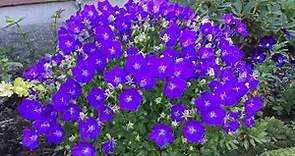 Blue Clip (Campanula Carpatica)/Bell Flower - In Blooms - July