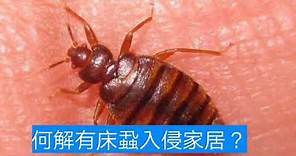 香港電台【開心日報】~撲滅牠滅蟲專家如何防治床蝨