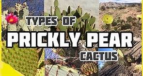 Types of Prickly Pear Cactus