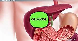What Is Glucose Formula, Definition & Regulation