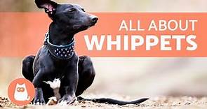 WHIPPET Dog Breed 🐶 | Characteristics, Care and Health 🐾