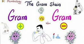 The Gram Stain (Gram-Positive vs Gram-Negative) and Bacterial Structure | Microbiology 🧫