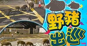 【on.cc東網】6野豬夜遊香港仔覓食 途人駐足拍攝